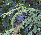Gray Catbird 4872